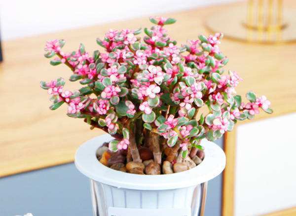 金枝玉叶怎么养能变成老桩,金枝玉叶叶片小好还是大好