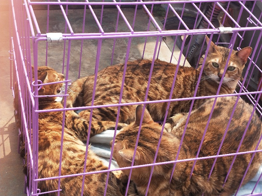 小伙去狗场抓德牧,开封狗市抓狗