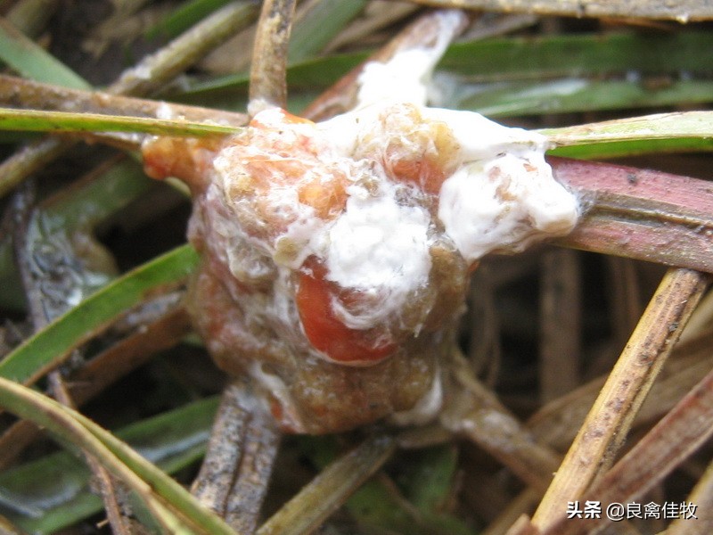 如何预防鸡球虫病,预防鸡球虫最好的方法
