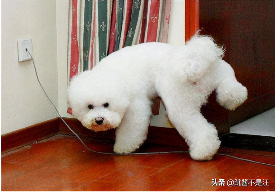 狗狗在床上尿尿屡教不改怎么办,狗狗在床上乱拉大小便怎么办