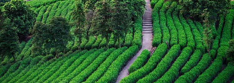 西湖龙井哪个牌子好用,西湖龙井哪个牌子好