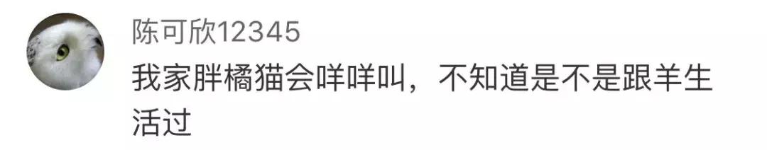 本国的猫可以听懂外国的猫叫吗 (中国的猫听得懂外国猫的叫声吗)