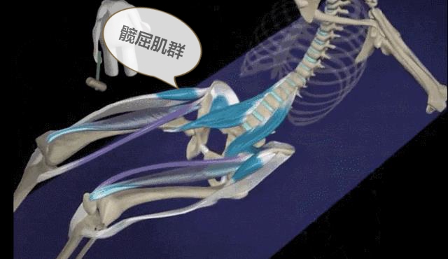 瑜伽船式尾骨痛,瑜伽尾椎骨疼痛缓解