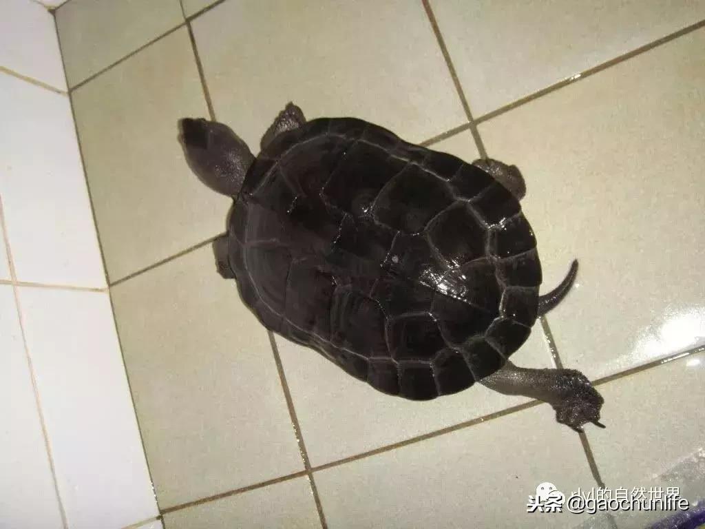 大草龟和小草龟谁好养,变异草龟和草龟的区别