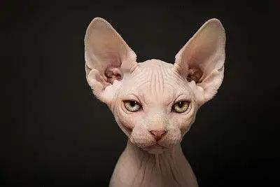 猫咪掉毛很烦恼给猫梳毛,哪些品种的猫咪不易掉毛又好看