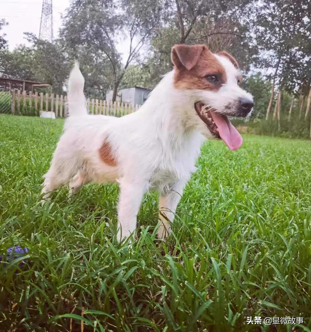 揭秘宠物殡葬:我设计了6487个骨灰盒,只为了帮它体面离开