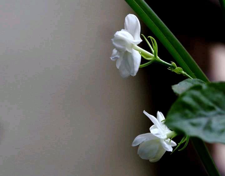 适合家里盆栽很香的花,适合盆栽的香味浓郁常开的花