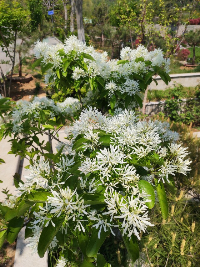 流苏的真面目,现实中的流苏