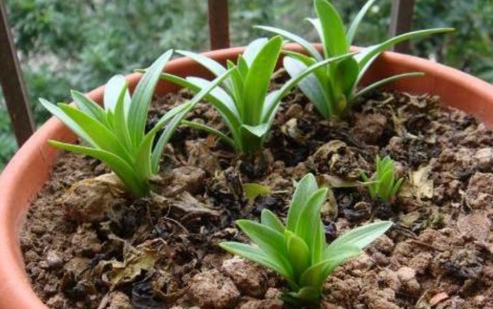 百合花怎么种植才开花多,百合花种球养多久才会开花