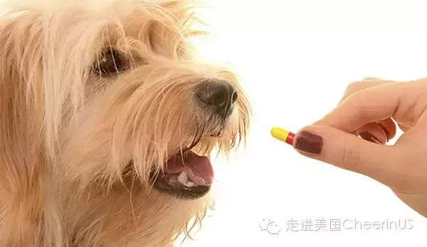 美国家庭都养什么犬,美国人喜欢养什么猛犬