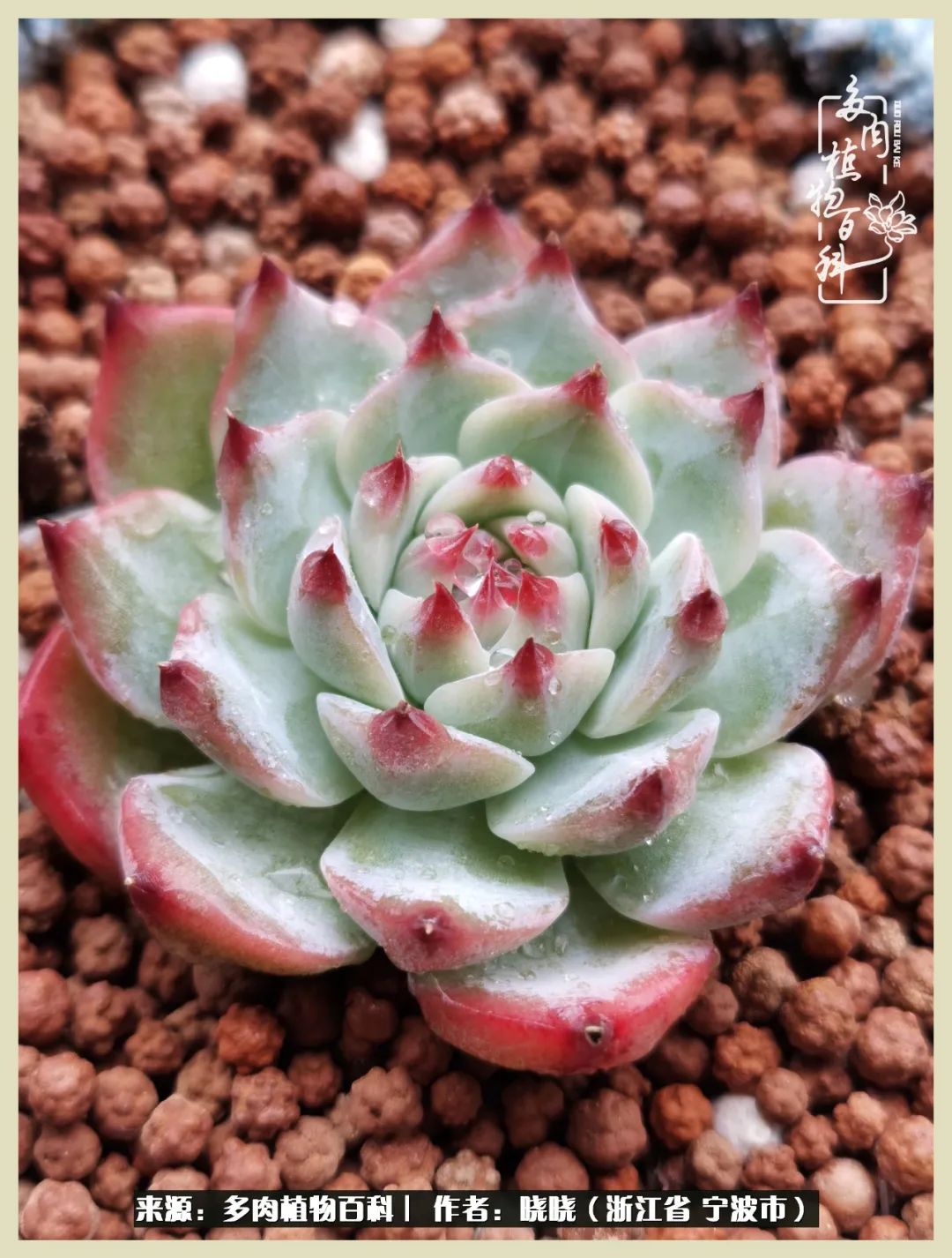 对多肉的热爱深入骨髓,当激情退却希望你依然保持热爱