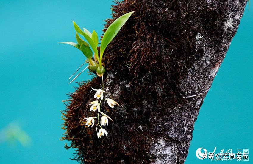 我国十大名花中花中之王是兰花,云南八大名花之兰花