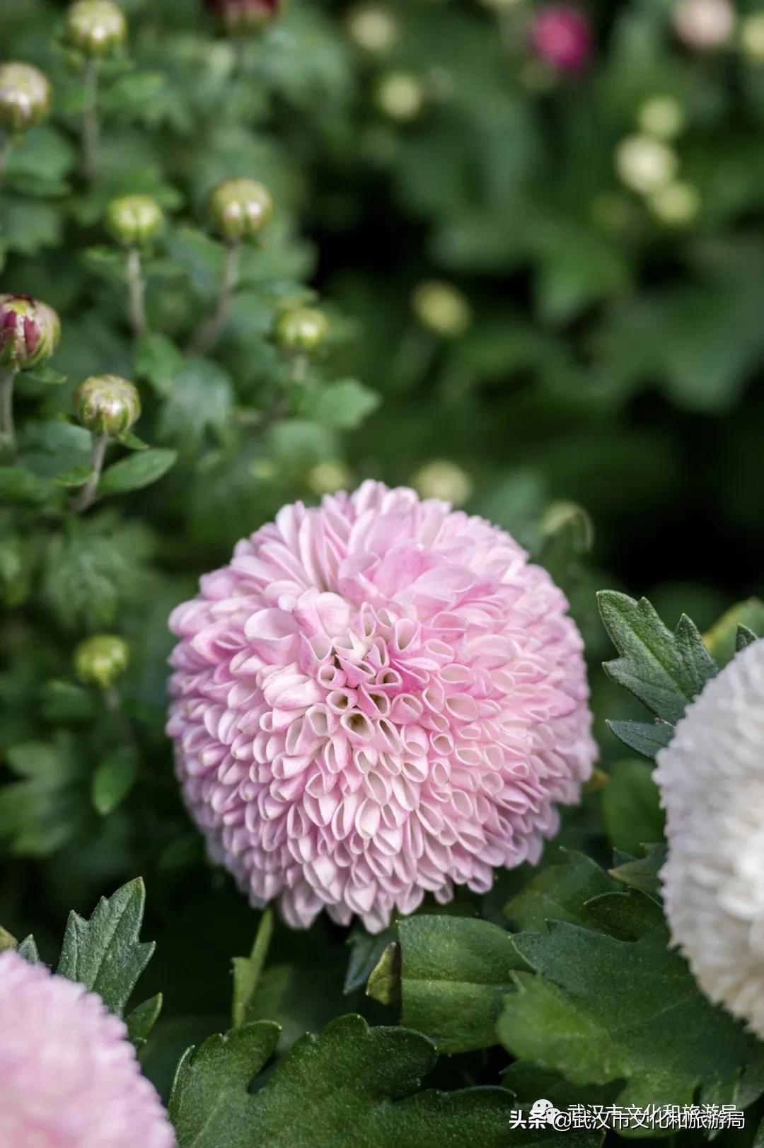 武汉秋天的第一场音乐节,武汉秋天第一场音乐节