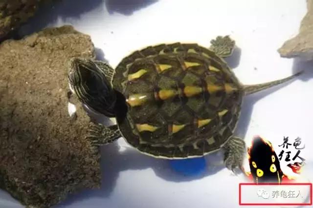 中华花龟和台湾花龟有什么区别,斑纹草龟和普通草龟的区别