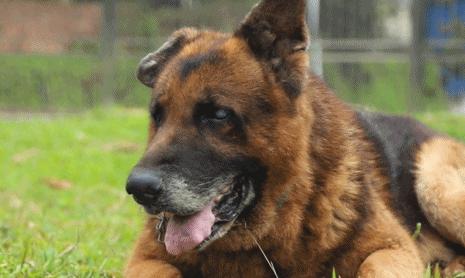 退役的军犬都被送到哪里了,那些退役的军人过得怎么样