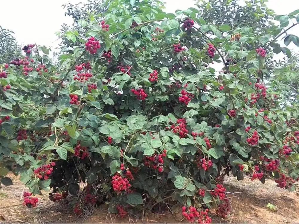 采摘不到4小时就坏,价钱直逼200元大关,在国外被誉为“黑钻石”