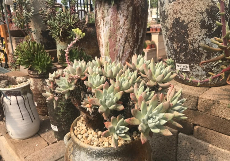 自从养花生活质量都变好了,花园生活的真实感受