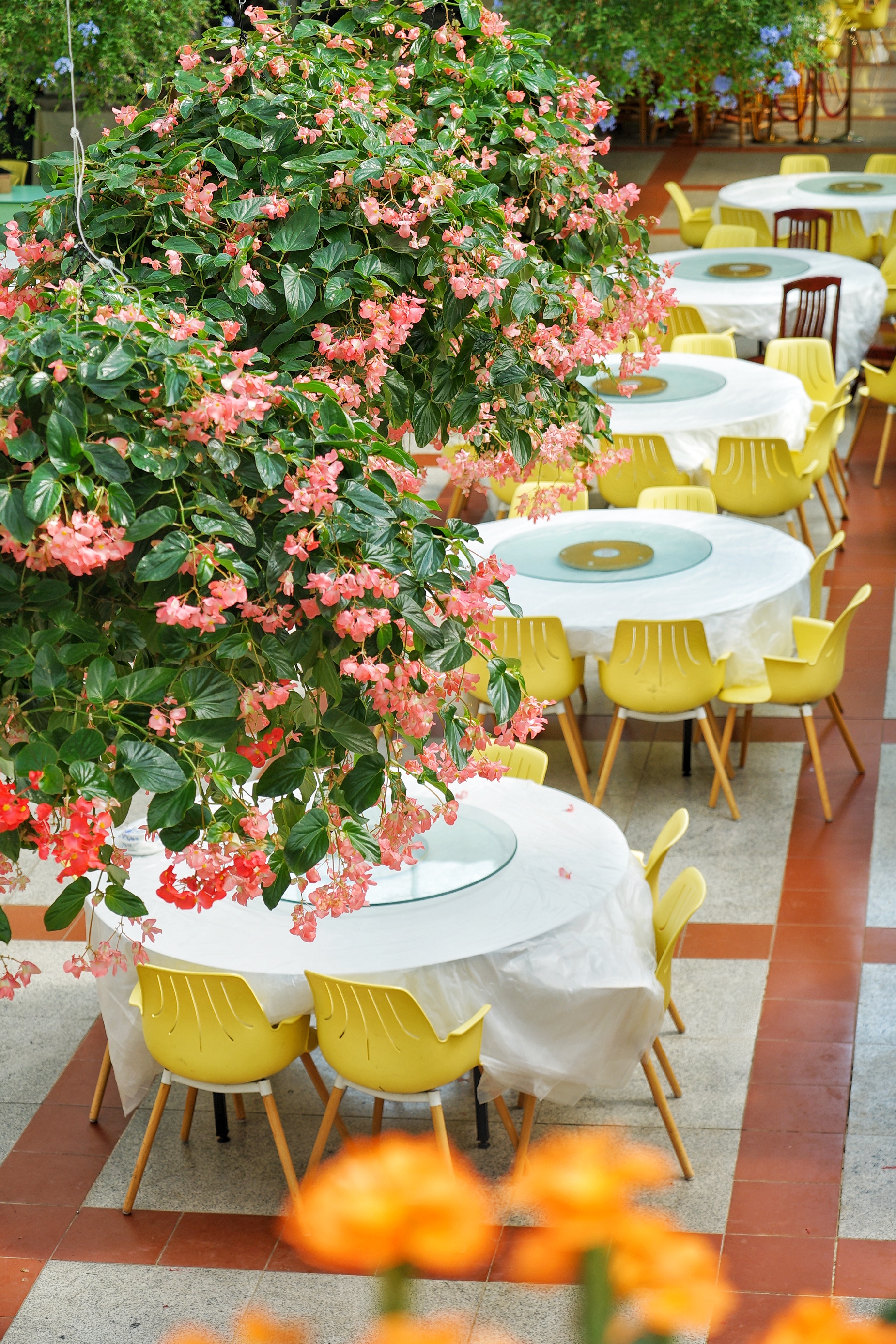 广州粉色浪漫花海,广东秋天粉色花海