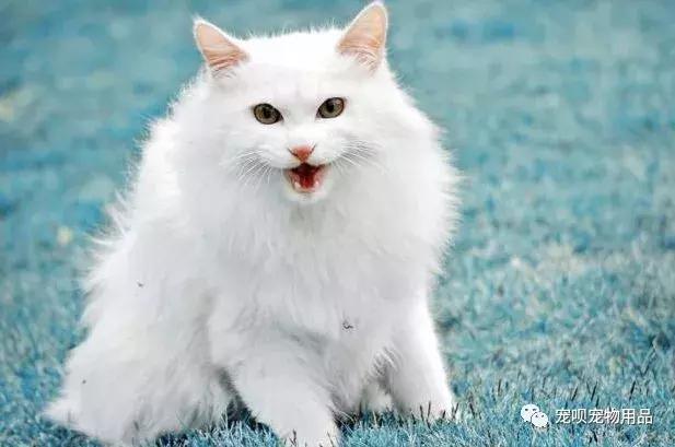 猫咪泌尿疾病怎么治疗,猫咪常见的疾病有哪些