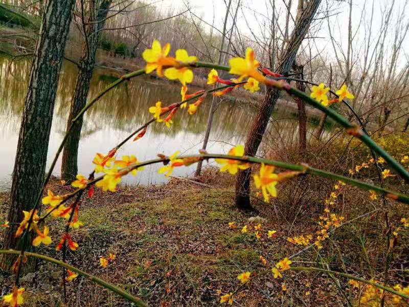 烟名连龙-张新平