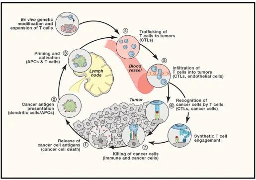 肿瘤免疫治疗的最新突破,肿瘤免疫治疗的适应症和禁忌症