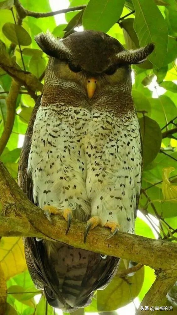 鸟类选美赛,最新鸟类选美大赛