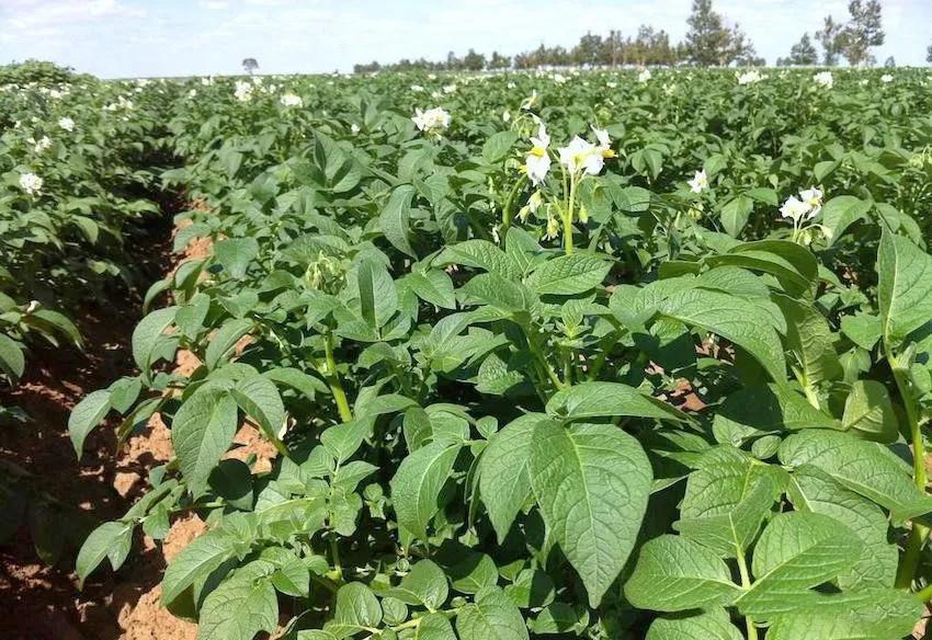 土豆很多小疙瘩是什么原因,怎么让土豆少结薯