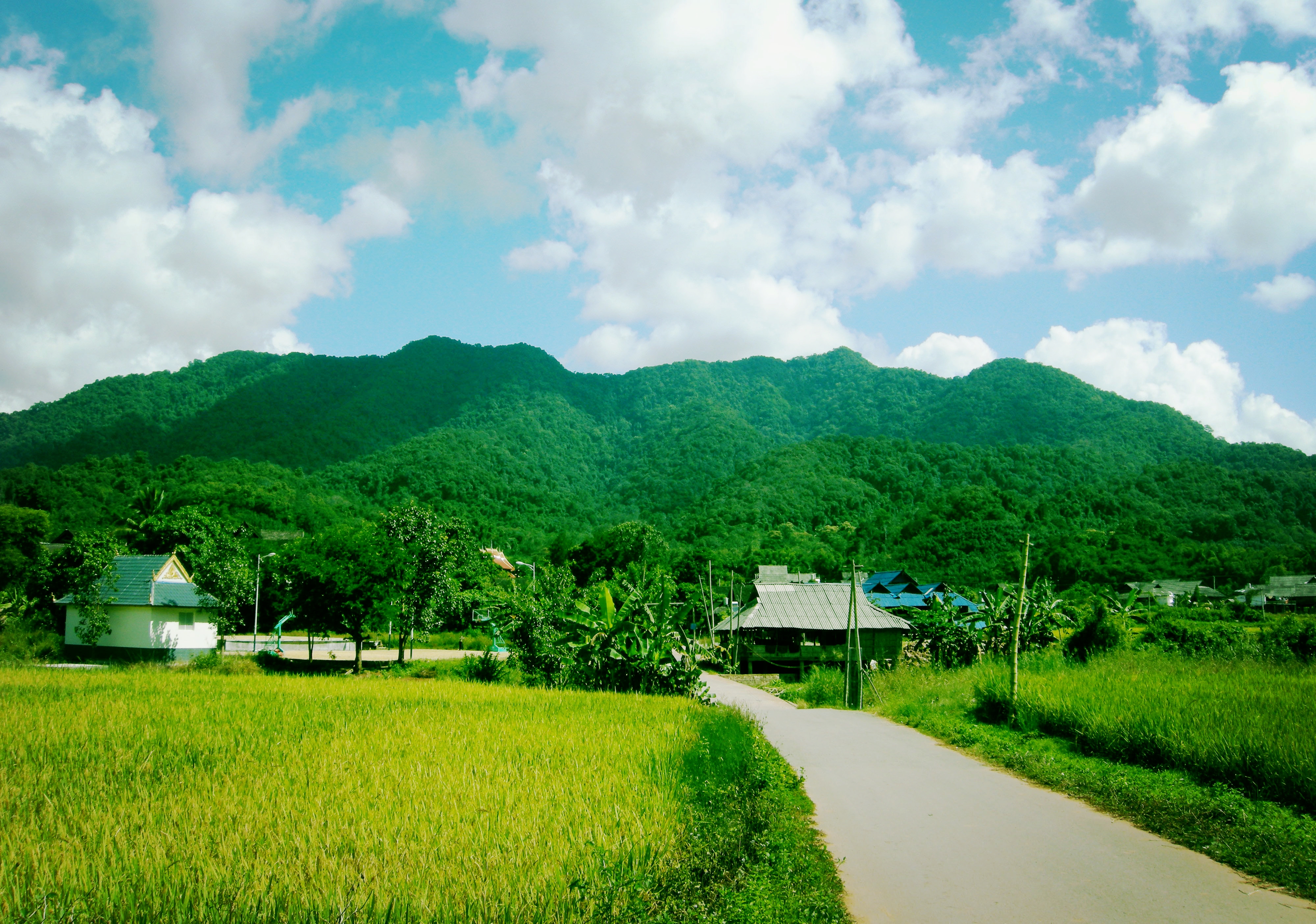 西双版纳热带雨林就是原始森林吗,西双版纳离城区近的原始沟谷雨林