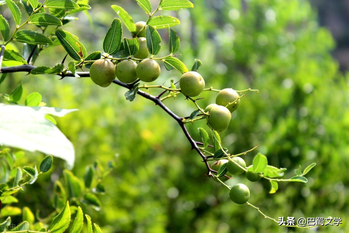 散文玫瑰香,关于枣花飘香的散文