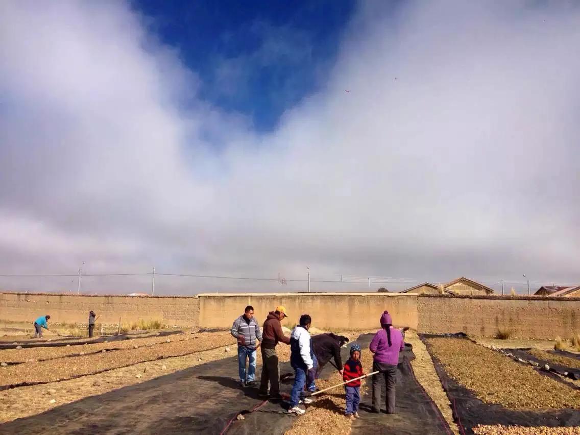 玛咖真实的情况,玛咖真实情况