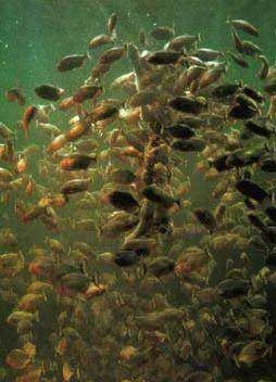 亚马逊河流中最恐怖的存在,亚马逊河流中的八大凶残生物