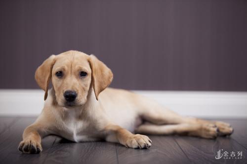 缇庡浗椋炴満绂佸甫鐗╁搧,缇庡浗鍏ュ绂佹鎼哄甫鐗╁搧娓呭崟