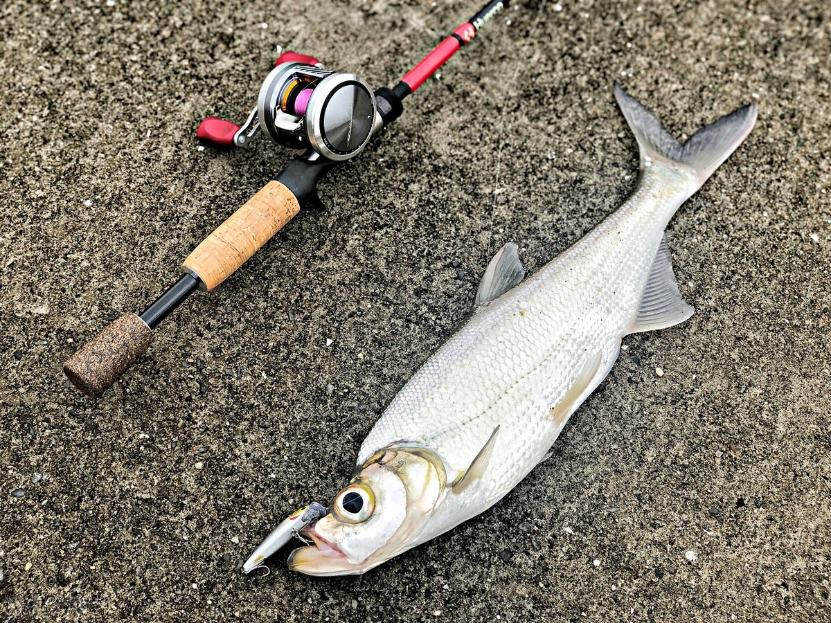 路亚竿选择要怎么选,路亚竿怎么选比较好