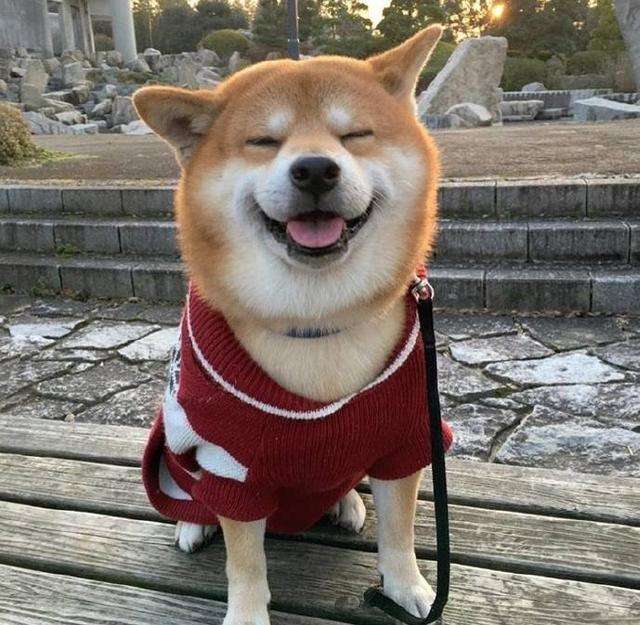 柴犬一天喂几次狗粮,适合柴犬的狗粮排名