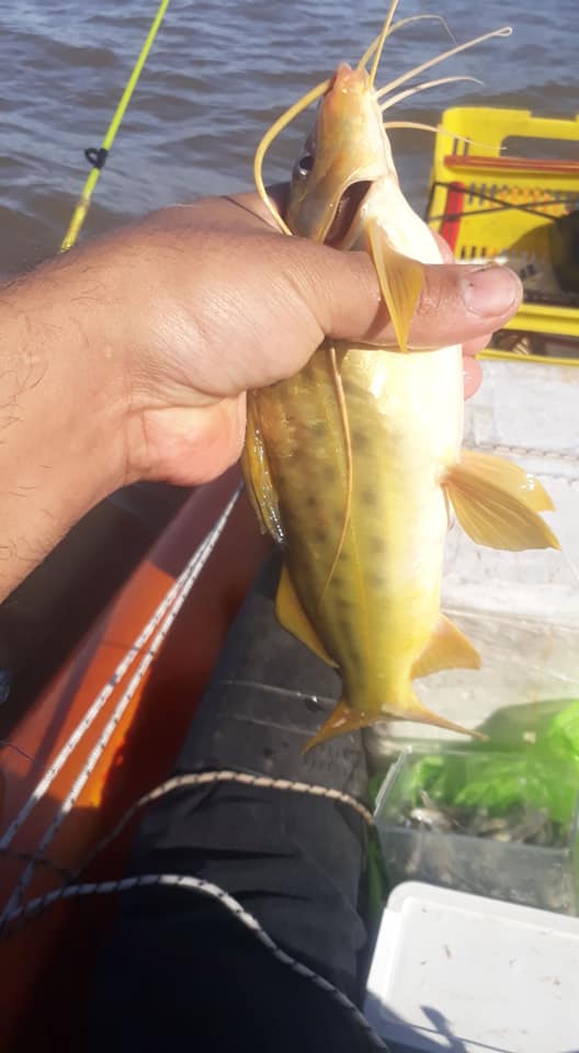 这才是最真实的国外钓鱼人,别崇洋媚外了,原来我们都被骗了