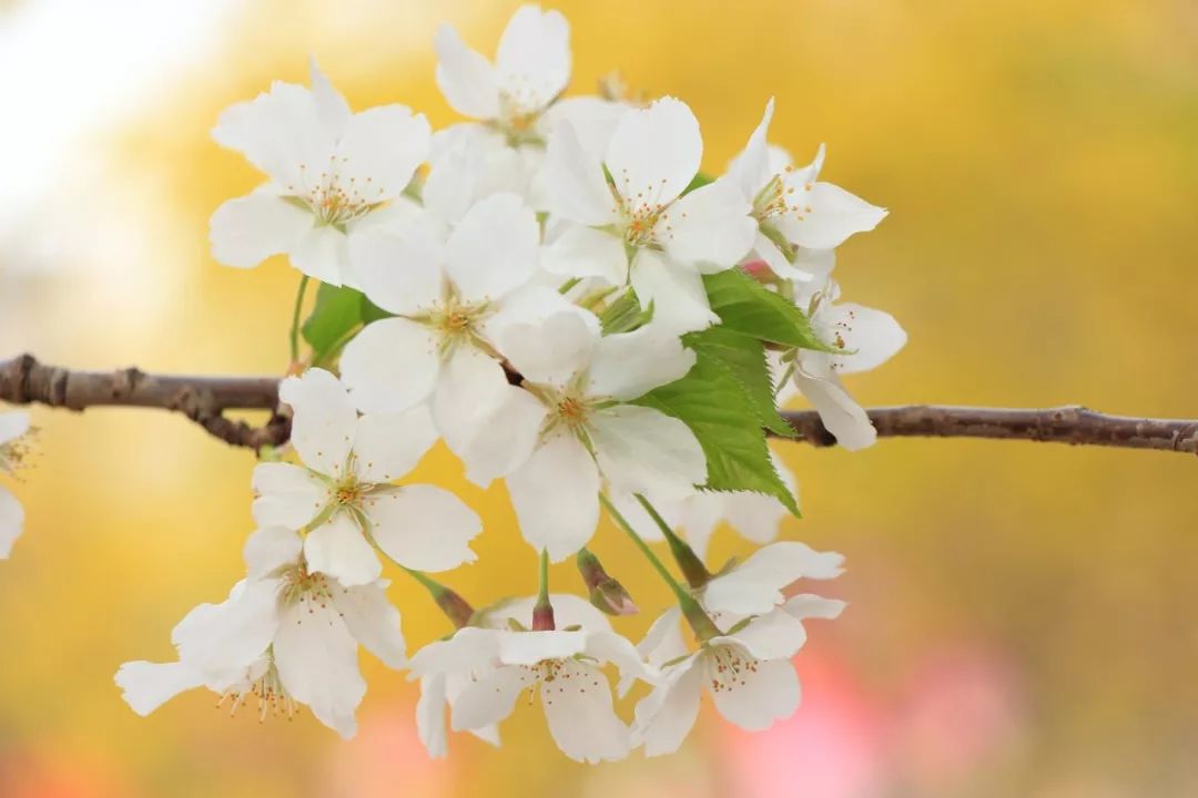 腹有诗书气自华精选200个千古名句,腹有诗书气自华200句值得背诵