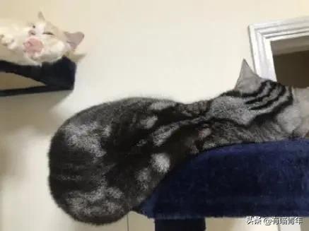众所周知猫是液体吗,众所周知猫都是液体