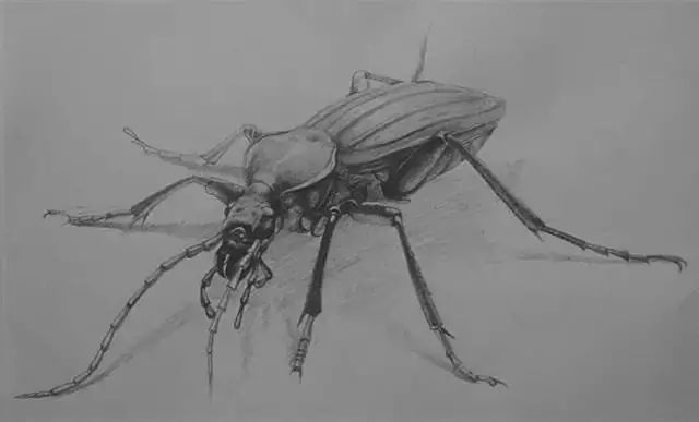 漫画入门零基础画画教程,0基础画画临摹推荐