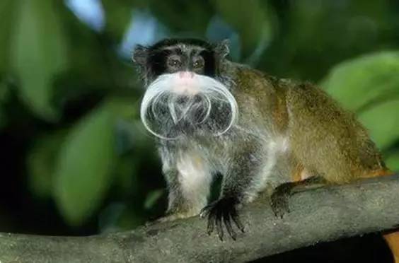 这100种动物你都认识吗,10种从未见过的动物