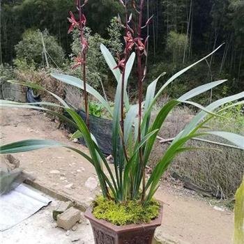 金嘴墨兰的根都空心了怎么办,金边墨兰和金嘴的区别图片