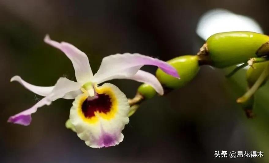 叠鞘石斛与铁皮石斛的区别,肿节石斛和大苞鞘石斛的不同