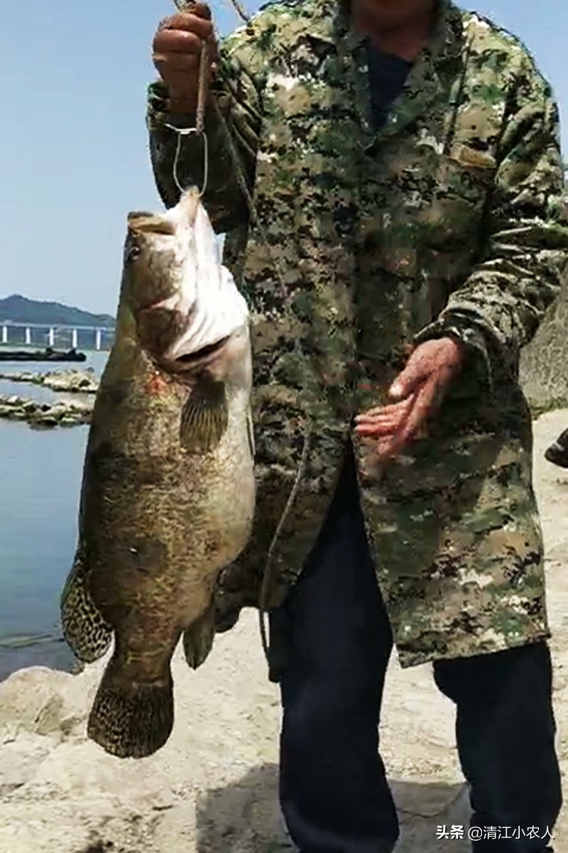 野钓回来的鳜鱼吃啥,鳜鱼最好的饵是什么