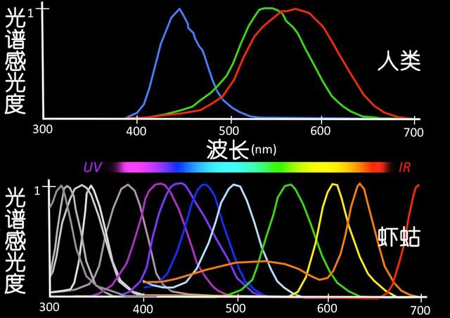 虾说，这是一篇让你不仅会吃，还会认……一文解决“虾”认识