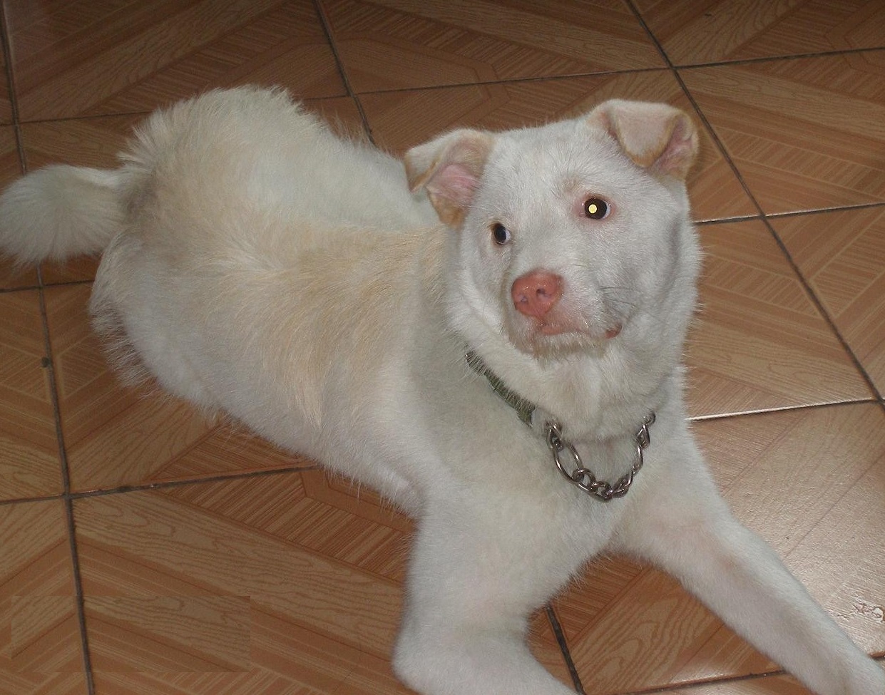 下司犬会嗅觉灵敏与追踪猎物吗,下司犬和比格犬哪个嗅觉厉害