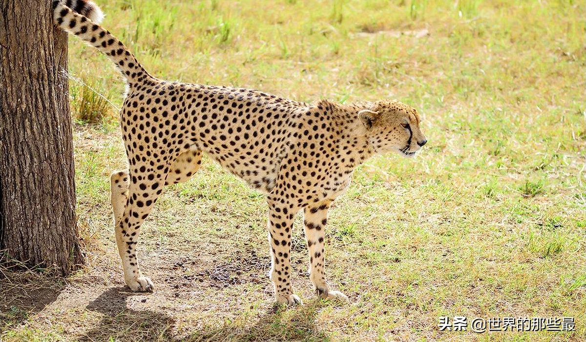 非洲蜜獾和狮子谁厉害,狮子单挑蜜獾