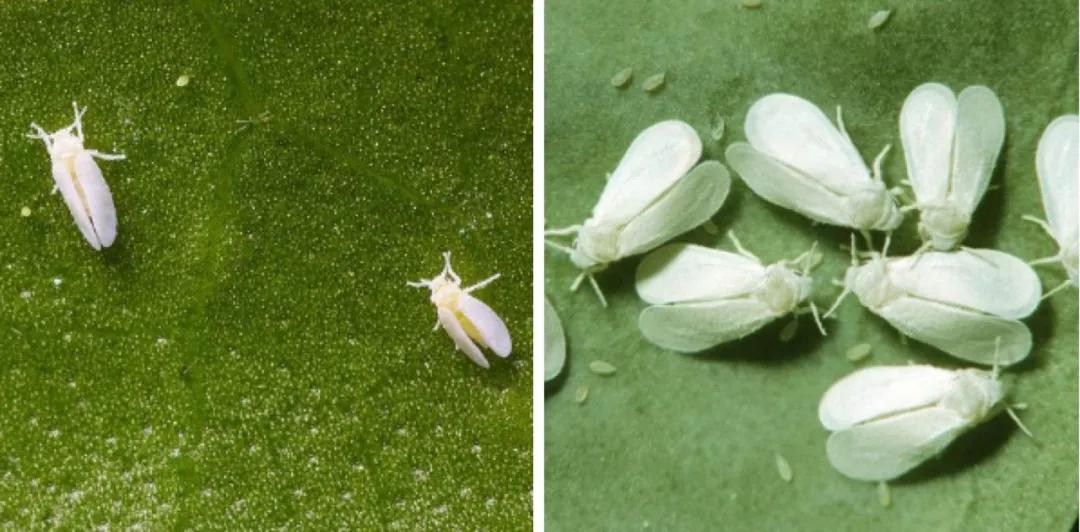 叶菜出苗后什么时候打杀虫剂,叶菜类病虫害防治与图片