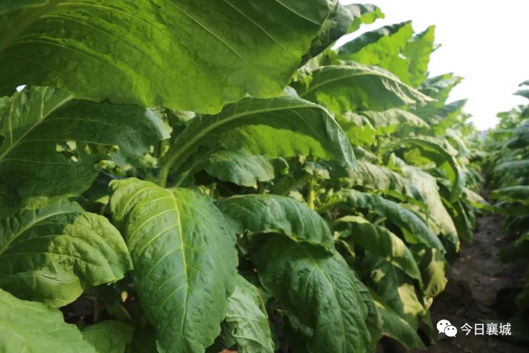 襄城风景宣传图片,襄城县美景宣传语