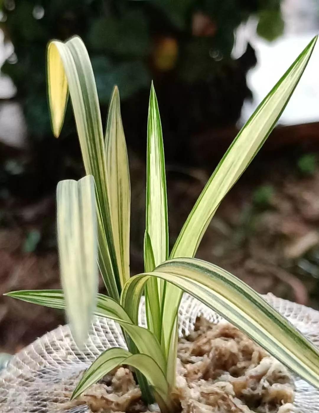 兰市上价值三十万一苗的雪白中透缟素花，成为兰家争相收藏的精品