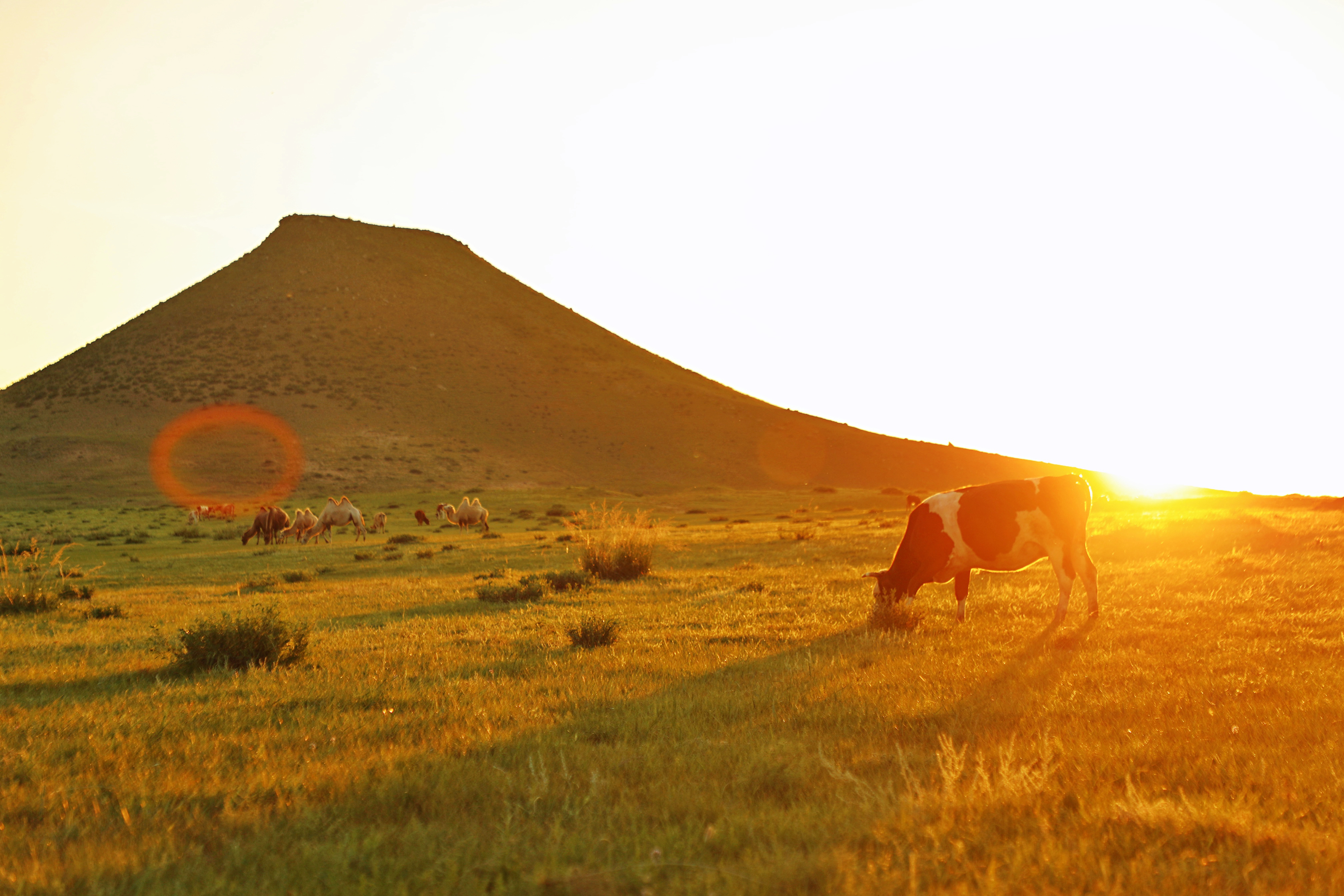 锡林郭勒大草原3天旅游攻略,锡林郭勒大草原五日游推荐