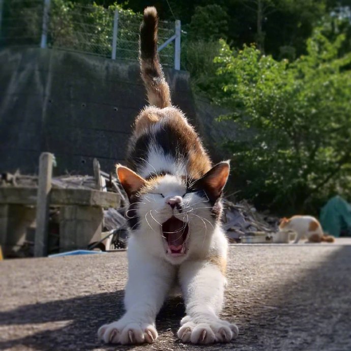 哪个才是猫咪的正确叫声,科普猫咪的不同叫声